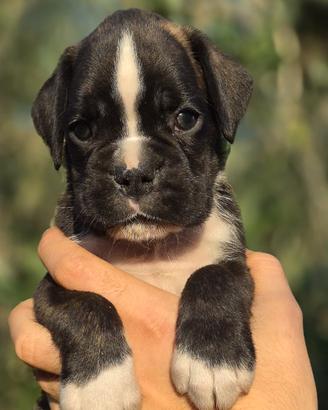 Cuccioli boxer