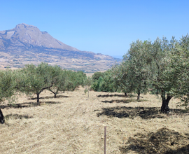 Terreno agricolo con uliveto e rustico