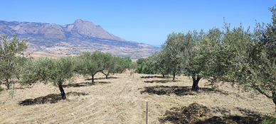 Terreno agricolo con uliveto e rustico