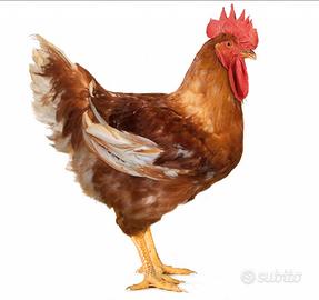 Polli, Galline, Faraone