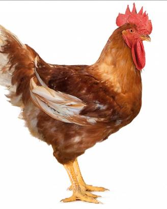 Polli, Galline, Faraone