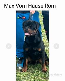 Rottweiler per monta