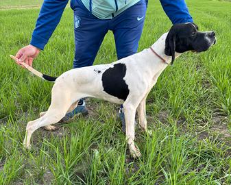Pointer maschio