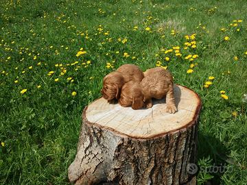 Cocker Spaniel maschietti