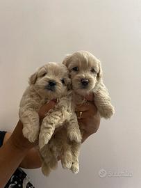 ? cuccioli maltipoo?