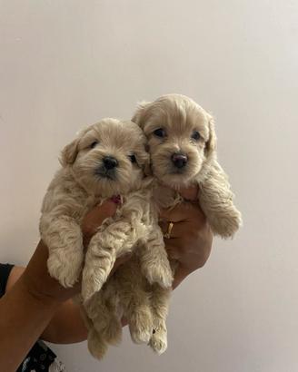 ? cuccioli maltipoo?