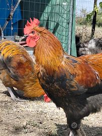 Gallo Marans