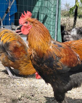 Gallo Marans