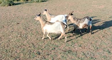 Capre tibetane