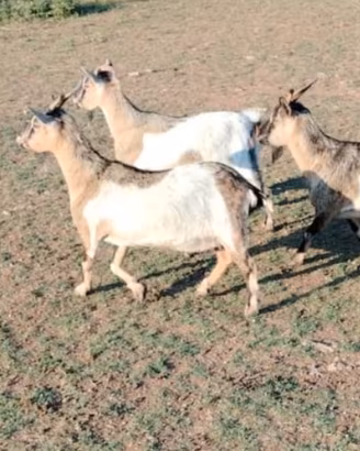 Capre tibetane