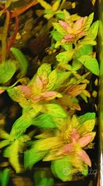  Piante Facili (varie Hygrophila )