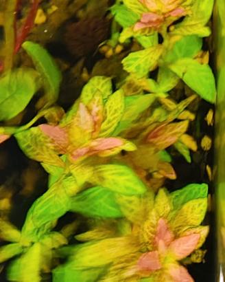  Piante Facili (varie Hygrophila )