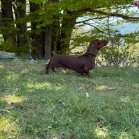 Bassotto chocolate per accoppiamento