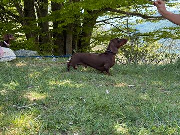 Bassotto chocolate per accoppiamento