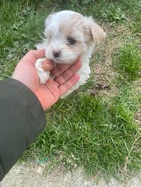Maltipoo cucciola
