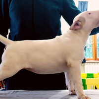 Cuccioli bull terrier
