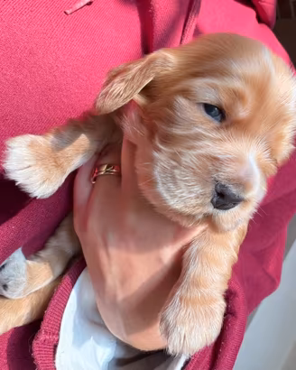 Cocker Spaniel Inglese con pedigree