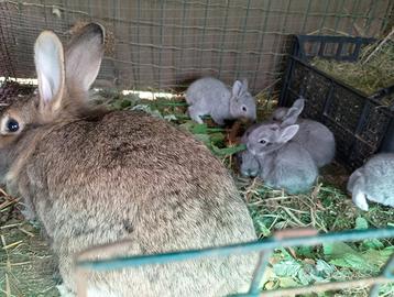Cuccioli di coniglio