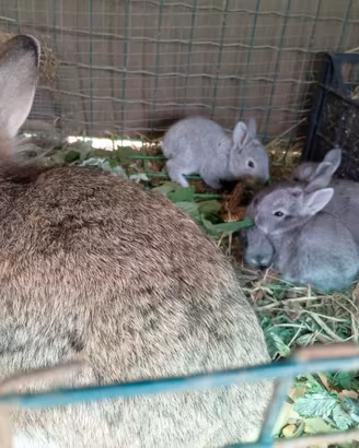 Cuccioli di coniglio