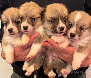 Ultimi cuccioli MASCHI di CORGI