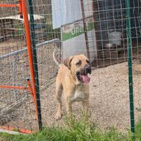 Cane mix