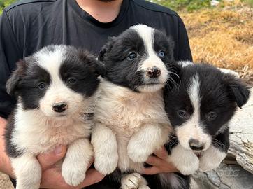 Cuccioli di Border collie