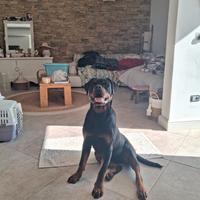 Cucciola di Rottweiler