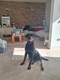 Cucciola di Rottweiler