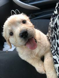 Cuccioli di golden retriever