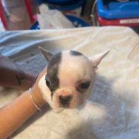 Bulldog francese