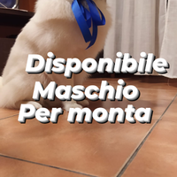 Volpino per monta