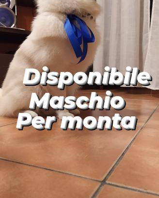 Volpino per monta