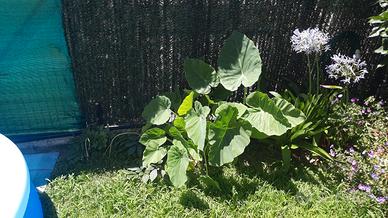 colocasia gigante