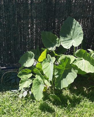 colocasia gigante