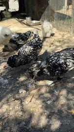 Galline/ Galli padovana