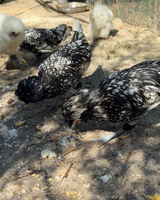 Galline/ Galli padovana