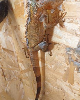 Iguana rossa