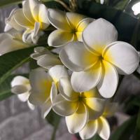 Plumenia, pianta frangipane