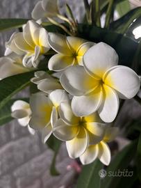 Plumenia, pianta frangipane