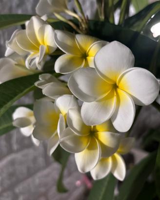 Plumenia, pianta frangipane