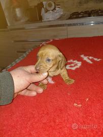 Bassotto tedesco taglia piccola