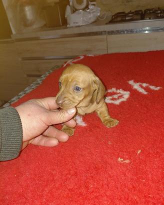 Bassotto tedesco taglia piccola