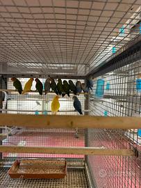 Inseparabili giovanissimi