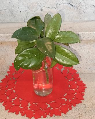 Hoya carnosa 