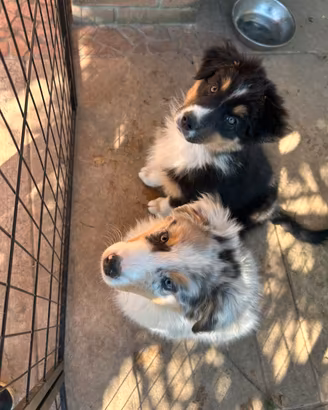 Cuccioli pastore australiano