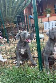 Pitbul