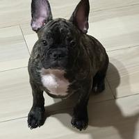 Cucciolo di bulldog francese 3 mesi