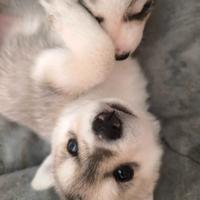 Splendida cucciolata di Siberian Husky