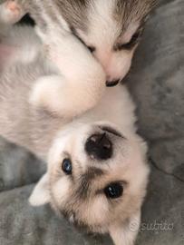 Splendida cucciolata di Siberian Husky