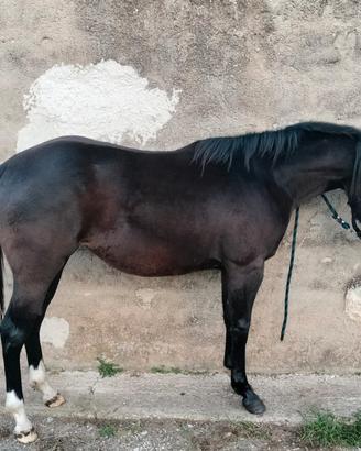 Puledra Paint